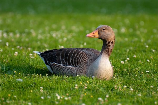 A case study of dreaming of geese and ducks