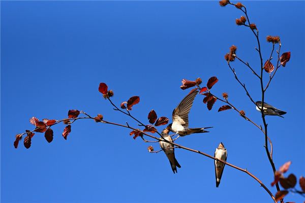 Dreaming of a case study of Little Swallow