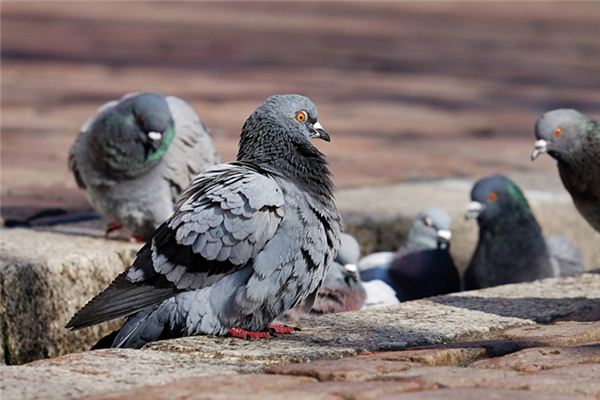 A case study of dreaming about raising pigeons