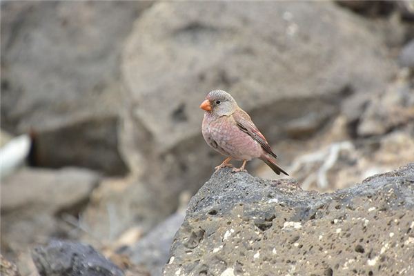 A case study of dreaming of a bird