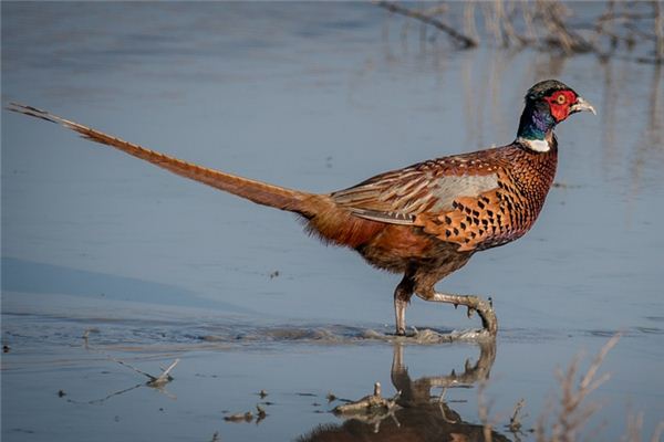 A case study of dreaming pheasants