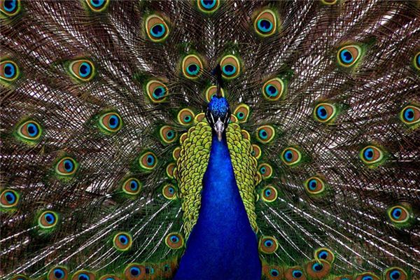 A case study of dreaming of peacock tweets