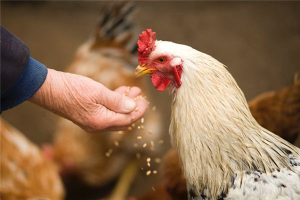 A case study of dreaming of chicken biting