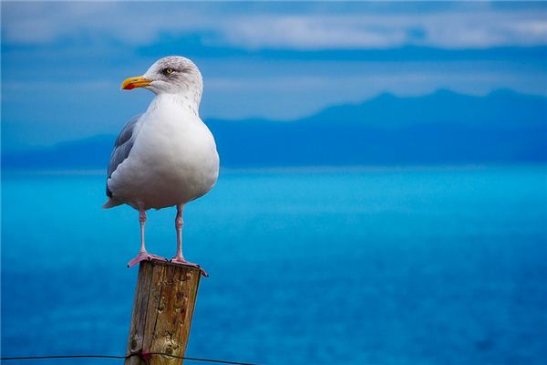 Dreaming of a seagull case analysis