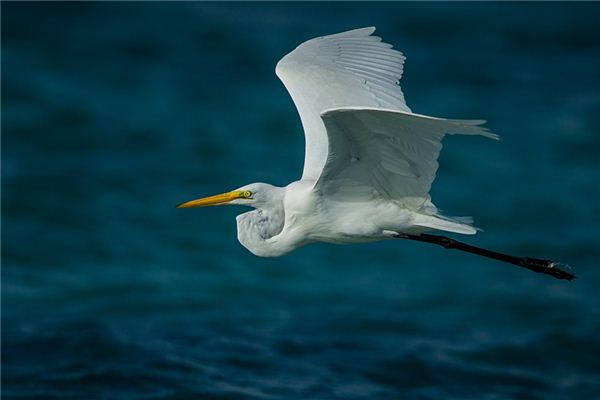 A case study of dreaming of a big bird