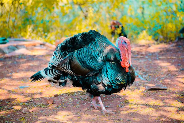 A case study of dreaming about turkey