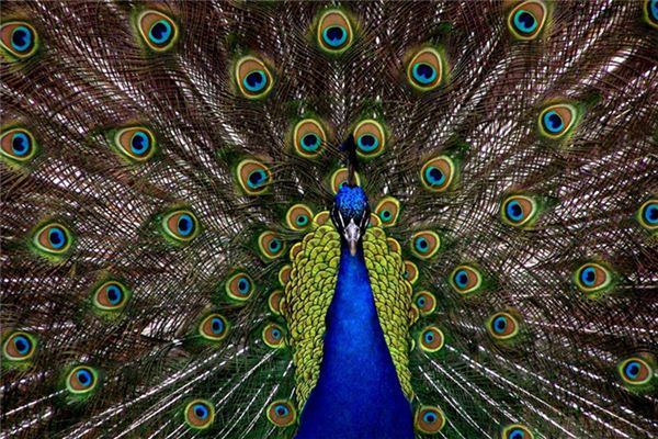 Dreaming of a case study of peacock