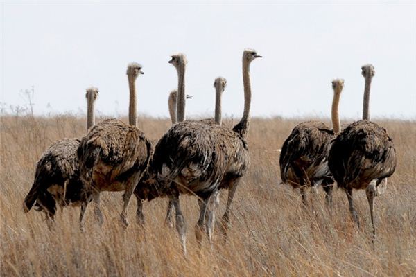 A case study of dreaming of ostriches