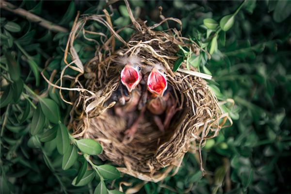 A case study of dreaming about the bird’s nest