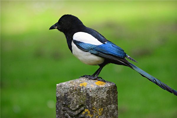 A case study of dreaming of magpies
