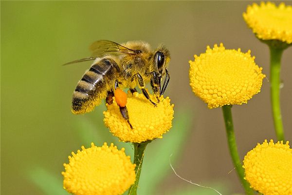 Dreaming about bee case study