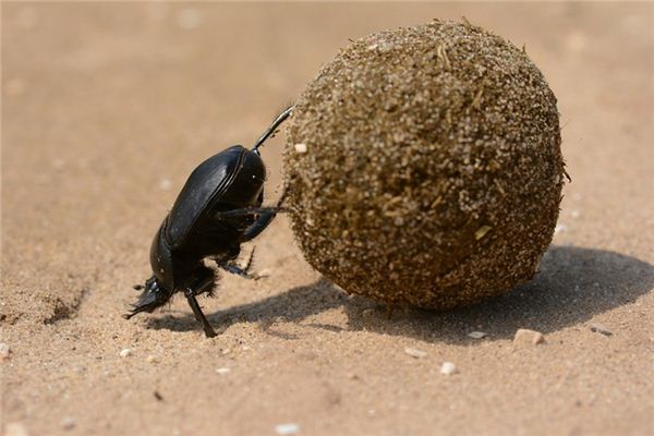 Case Study of Dreaming Dung Beetle