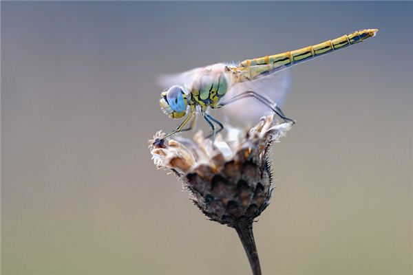 Case Study of Dreaming of Catch Dragonfly