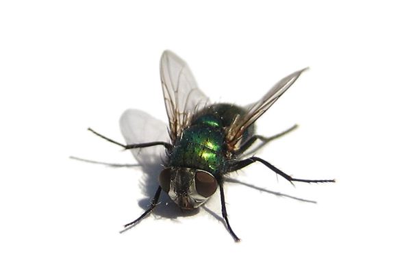 Case Study of Dreaming of Flies