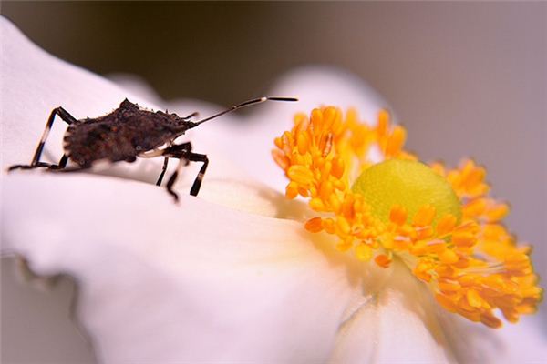 Dreaming about bed bugs case study