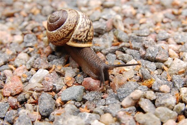 Case Study of Dreaming of a Snail
