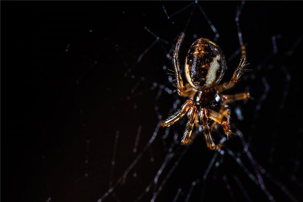 Dream Case Study of the Black Spider