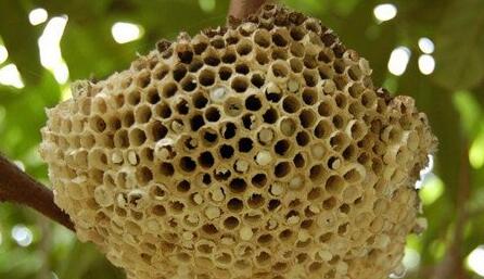 Case Study of Honeycomb