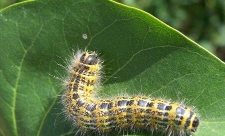 Case Study of Dreaming Caterpillar