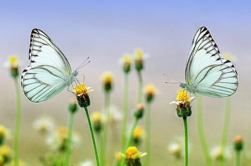 Case Study of Dreaming of Hunting Butterflies