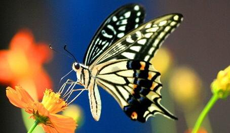 Case study of dreaming of butterflies flying in flowers