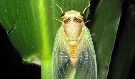 Case Study of Dreaming Cicada
