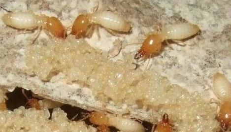 Dreaming termites case analysis