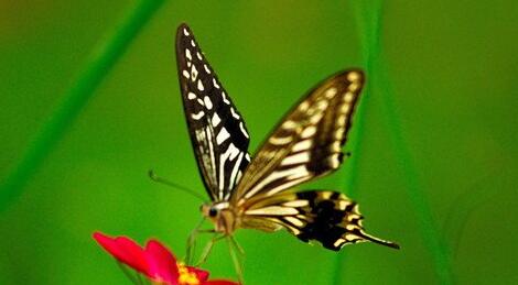 Dream case study of a butterfly with broken wings