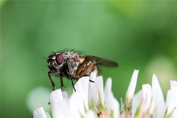 Dream case analysis of many flies