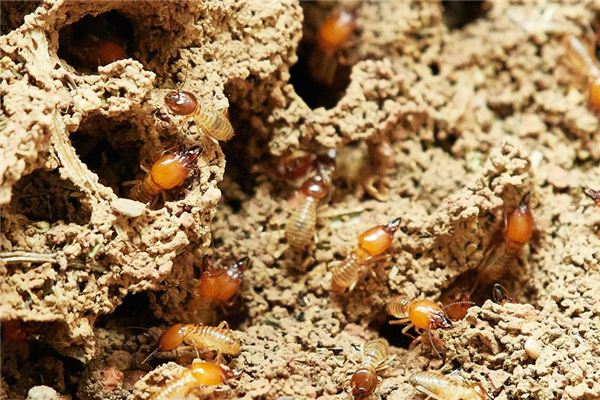 Case study of dreaming termites