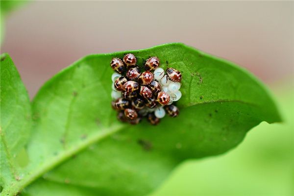 Dreaming about Worm eggs case study