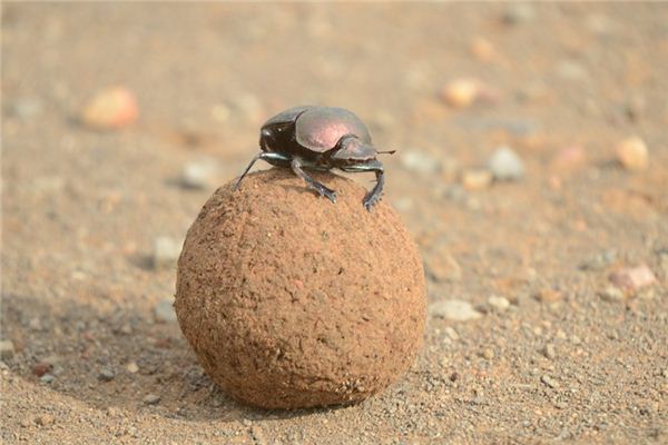 Case Study of Dreaming Dung Beetle