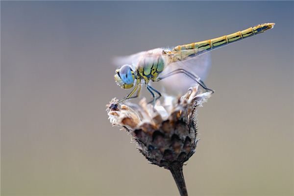 Case Study of Dreaming of a Dragonfly