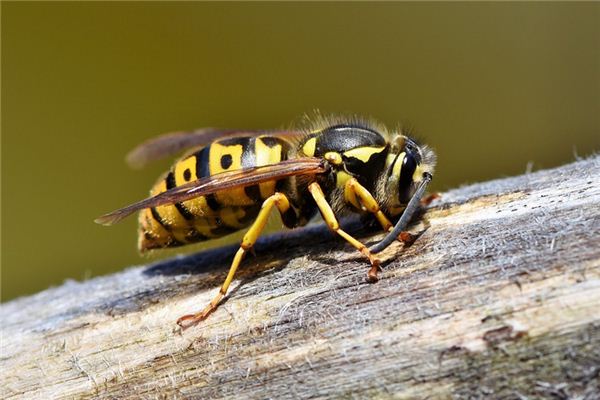 Dream Wasp Case Study