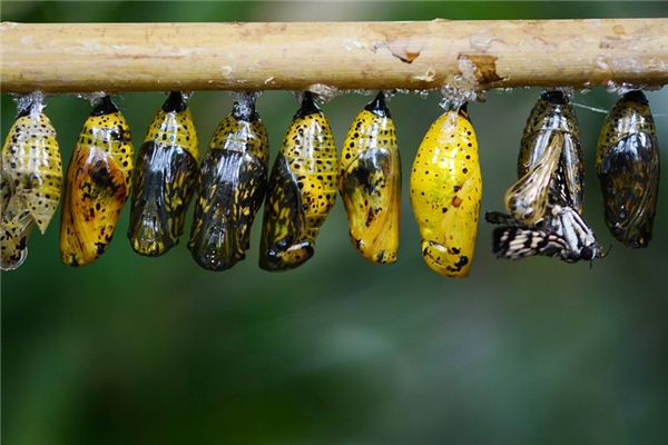 Case Study of Dreaming Pupa