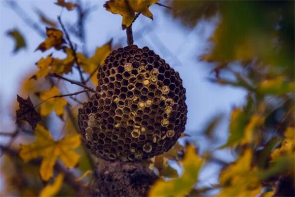 Dream Case Study of Honeycomb