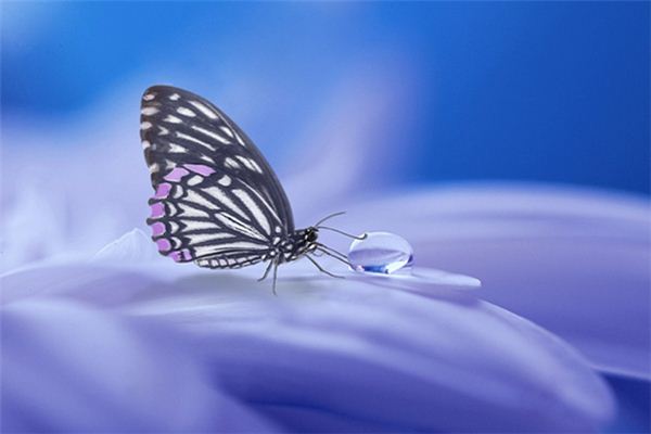 Dream Case Study of Butterfly Death