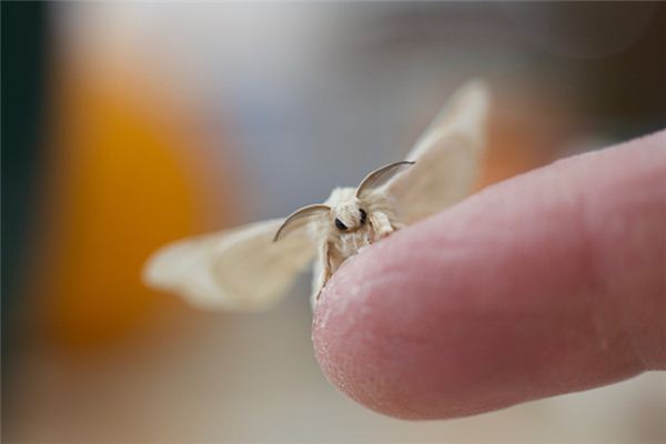 Case Study of Dreaming of Silkworm Moth Cocoon