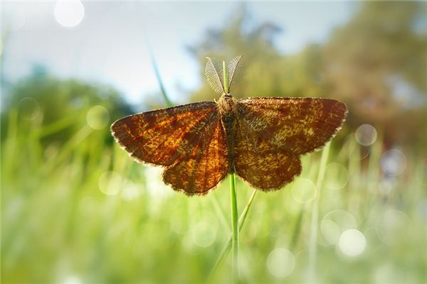 Case Study of Dreaming of the Tiger Moth