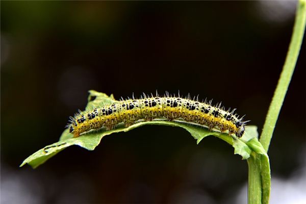 Dream Caterpillar Case Study