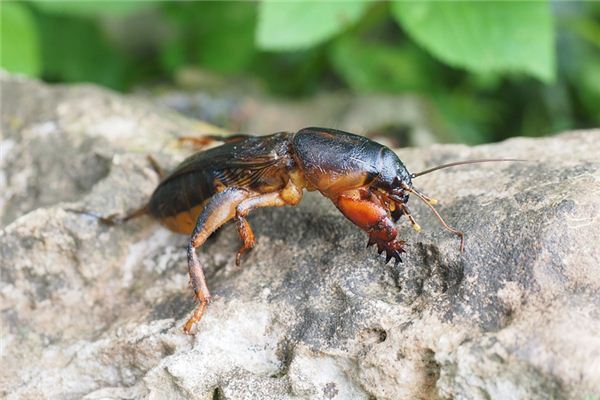 Dream Case Study of Mole cricket