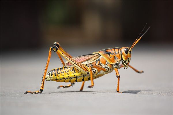 Dreaming of a Grasshopper Case Study