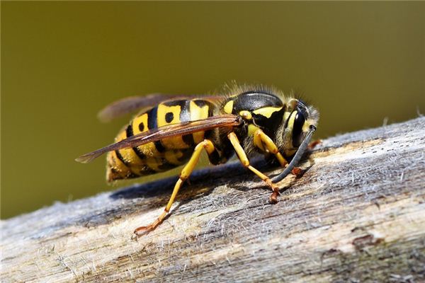 Case Study of Dreaming Bumblebee