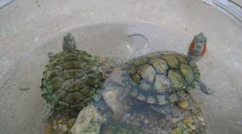Case Study of Dreaming Turtles Swimming in Water
