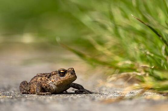 Case Study of Dreaming Toad