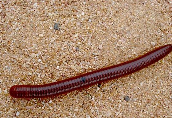 Case Study of Dreaming of Earthworms