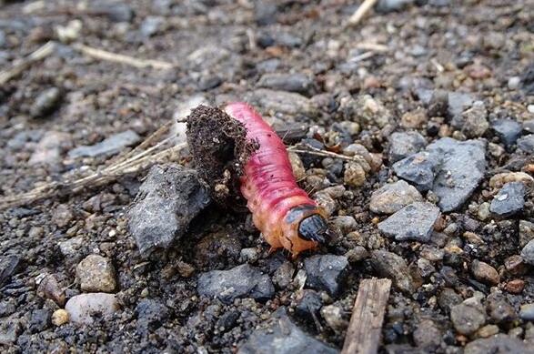 Case Studies of Dreaming of Fly Larvae