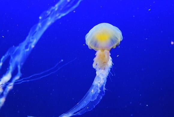 Case Study of Dreaming of Sea Slug