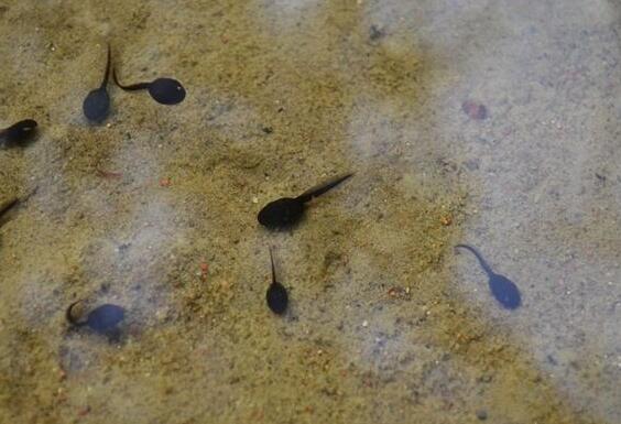 Dream case study of tadpole