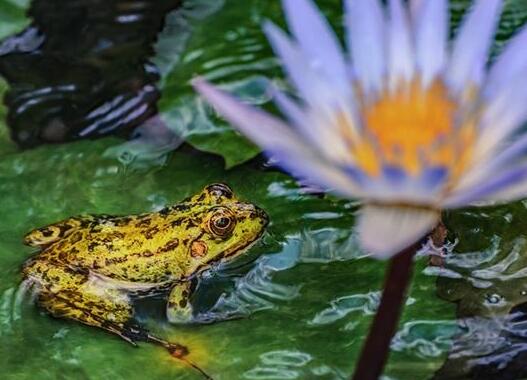 Case Study of Dreaming White Toad